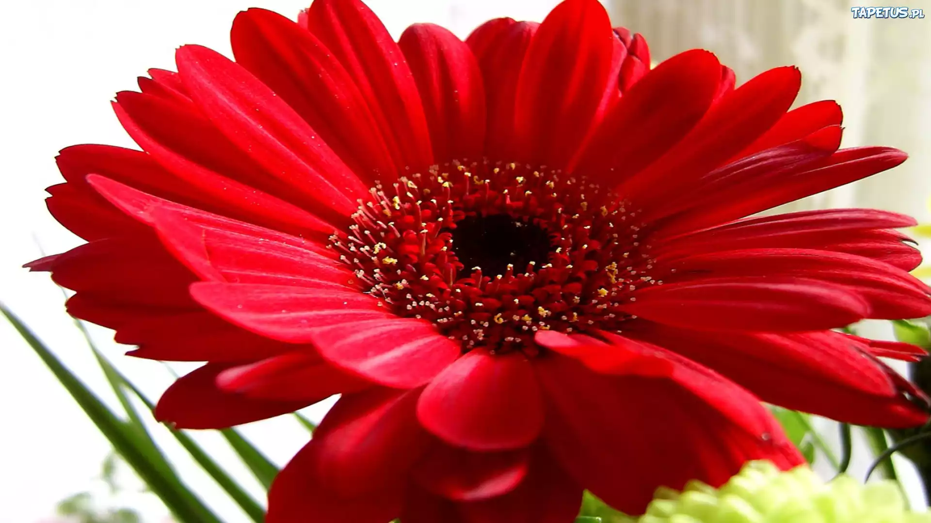 Czerwona, Gerbera
