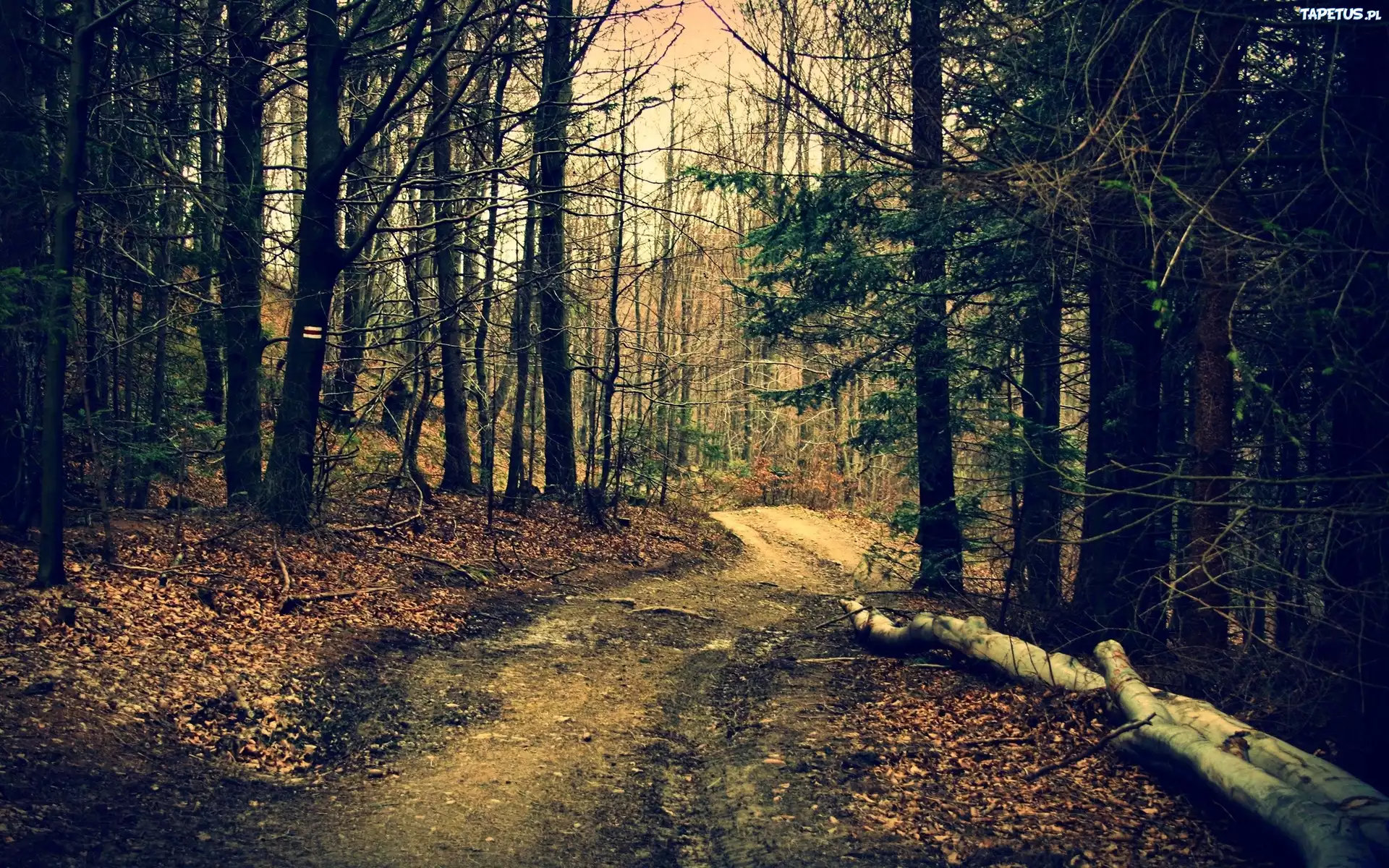 Las, Drzewa, Szlak