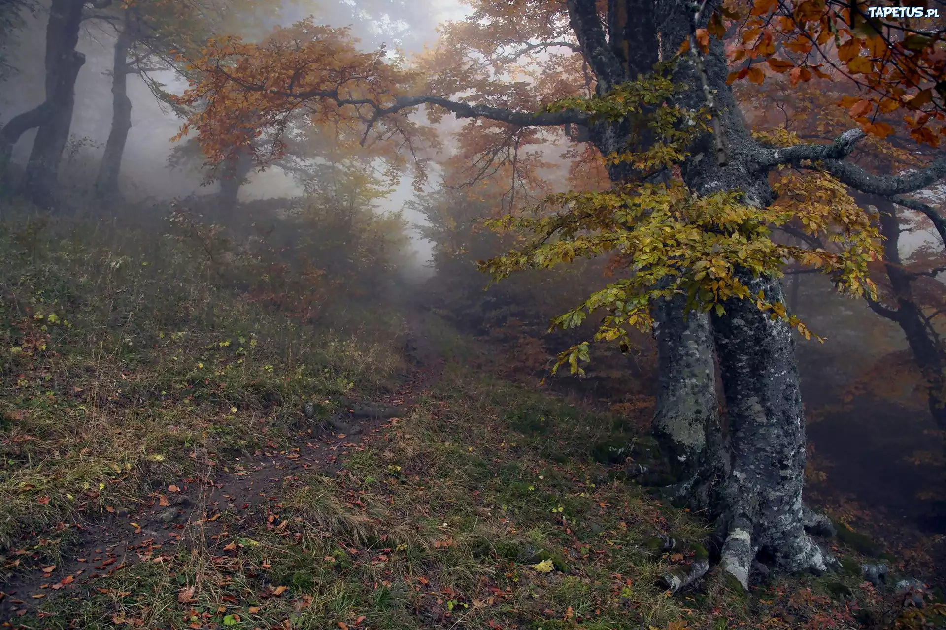 Las, Drzewa, Ścieżka, Mgła, Jesień