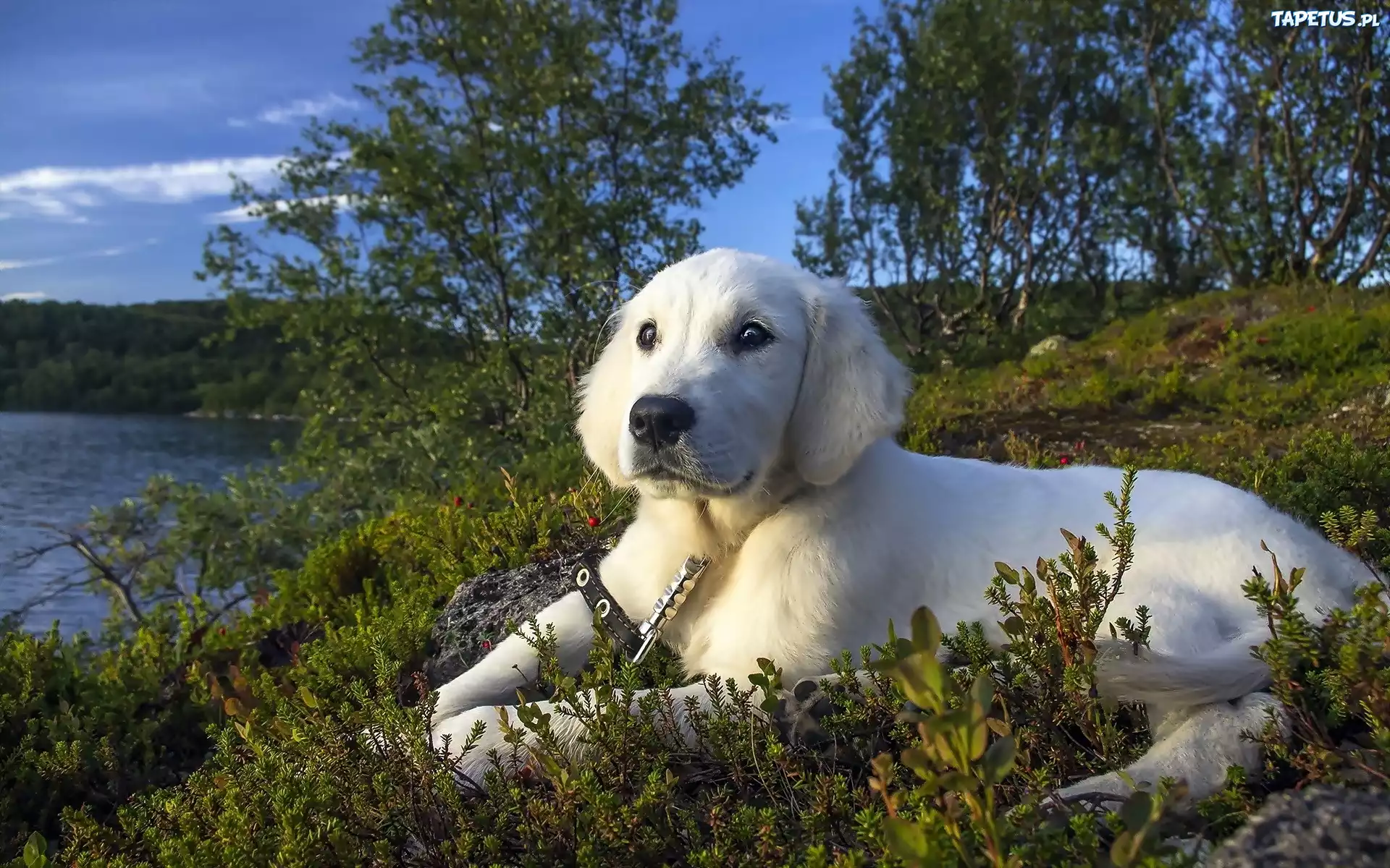 Pies, Golden retriever, Jezioro