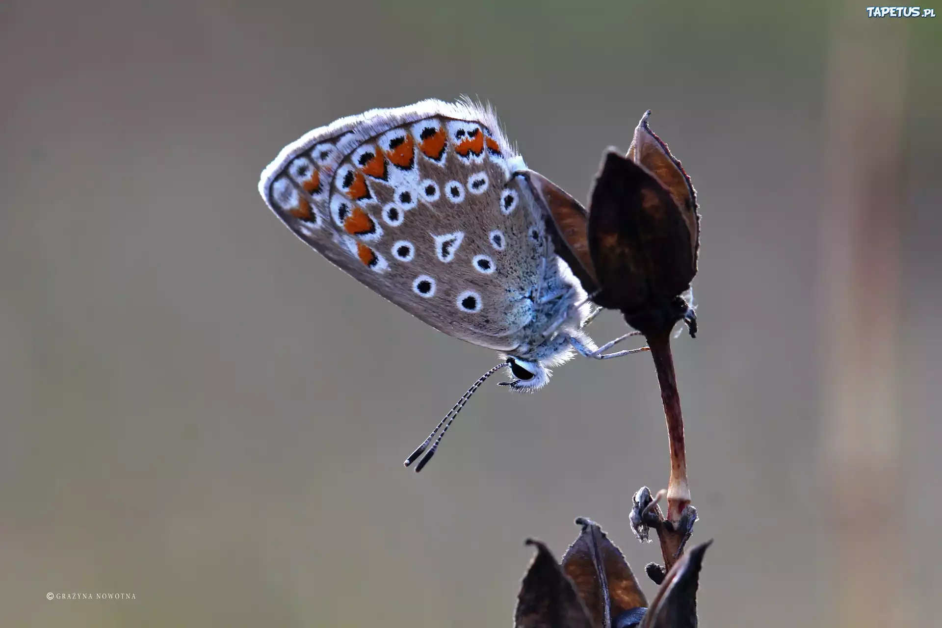 Motyl, Modraszek, Owad