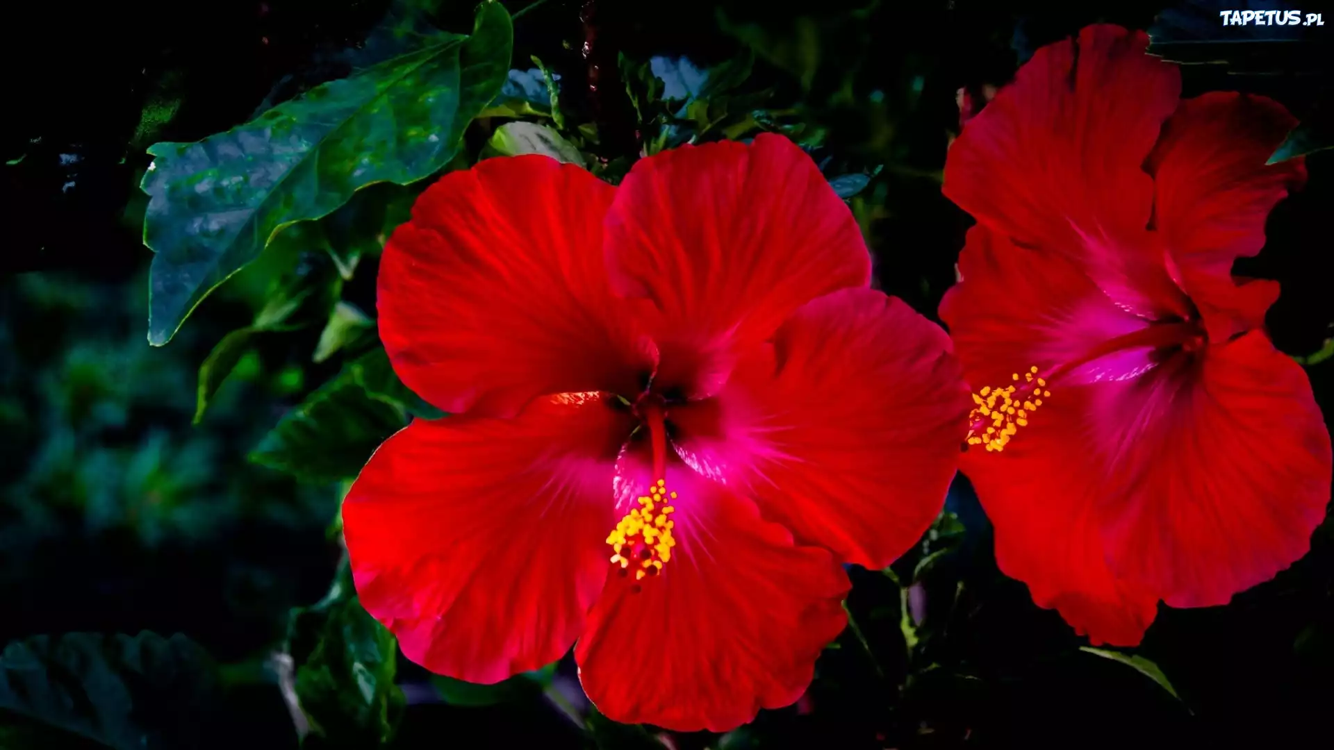 Czerwone, Kwiaty, Hibiskus, Liście