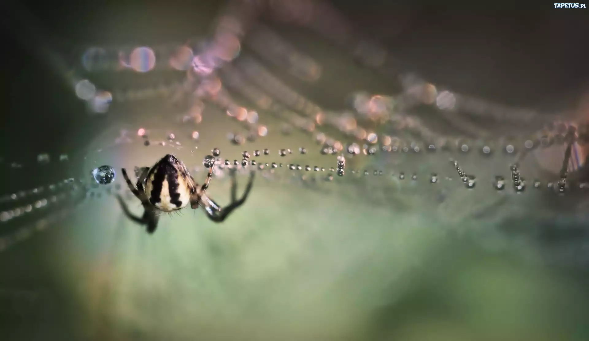 Pająk, Pajęczyna, Krople, Bokeh