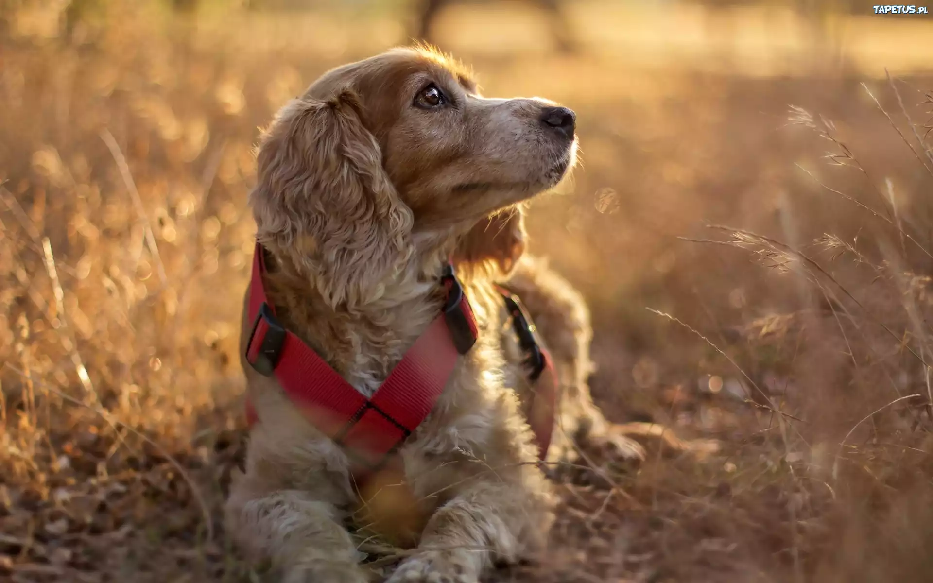 Pies, Suche, Trawy, Cocker spaniel angielski