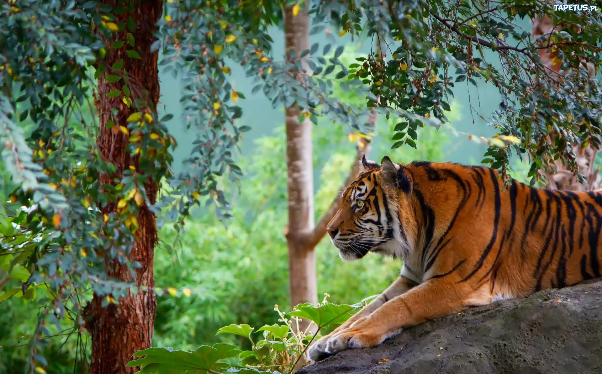 тигр деревья забор бесплатно