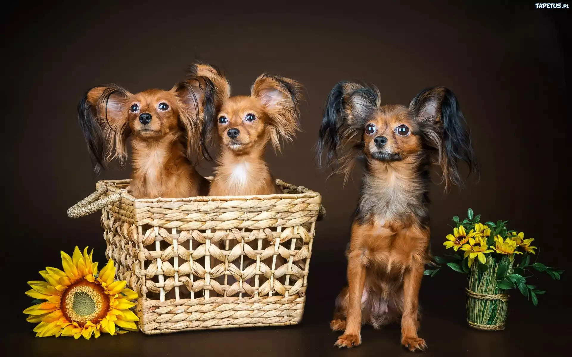 Papillony, Kosz, Kwiaty, Słonecznik