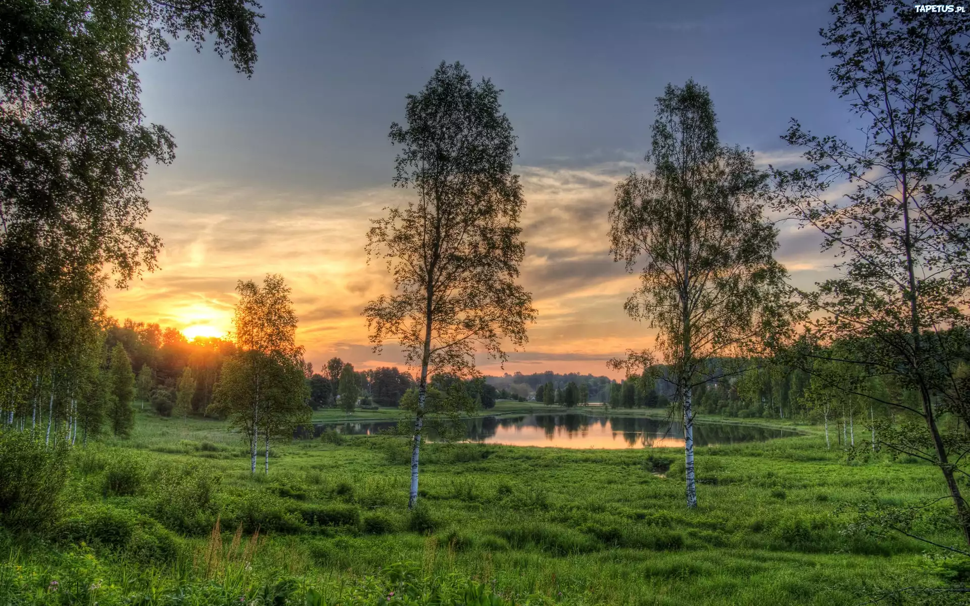 Park, Zachód, Słońca, Staw, Drzewa, Brzozy