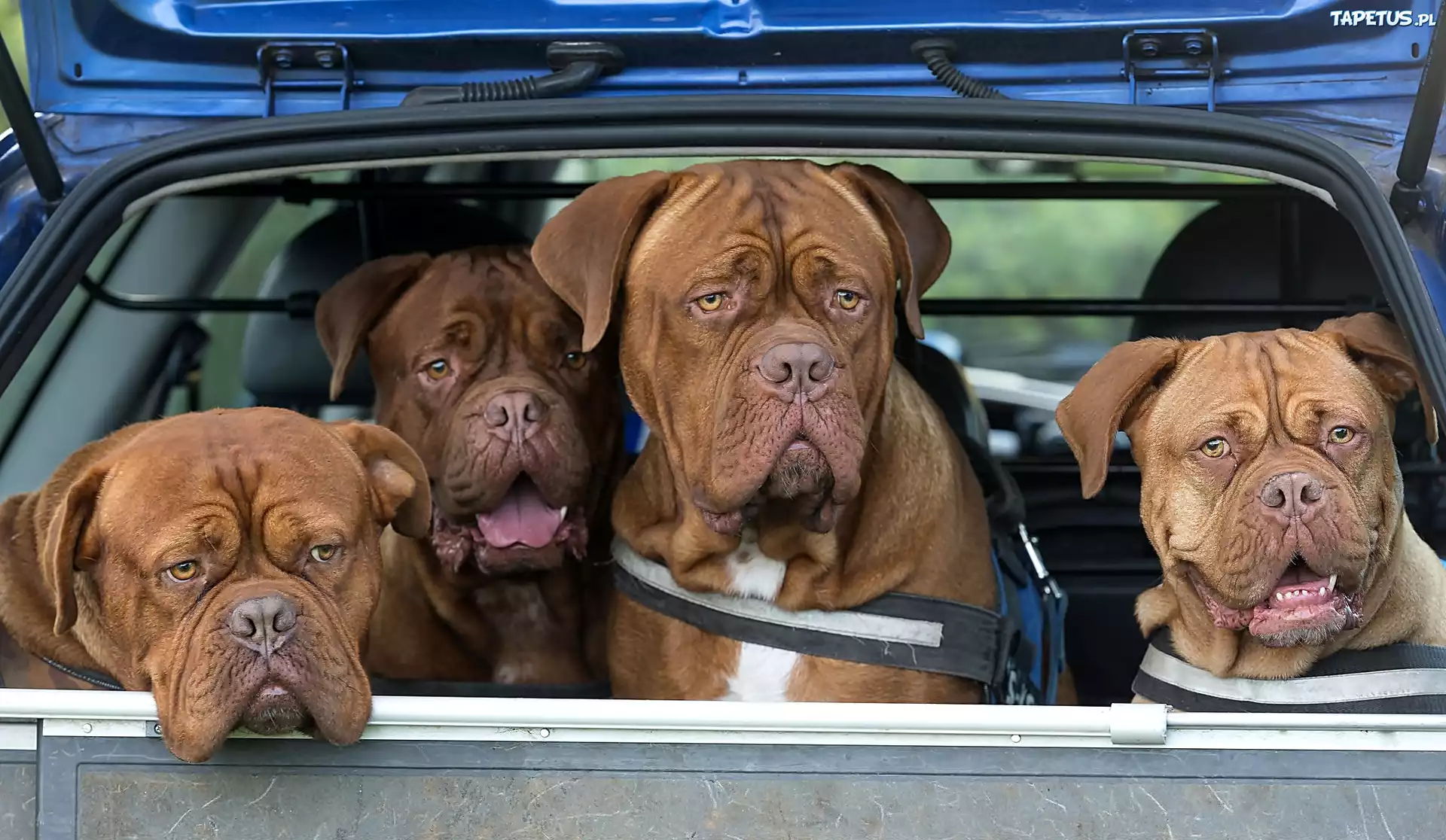 Samochód, Cztery, Psy, Dog de Bordeaux