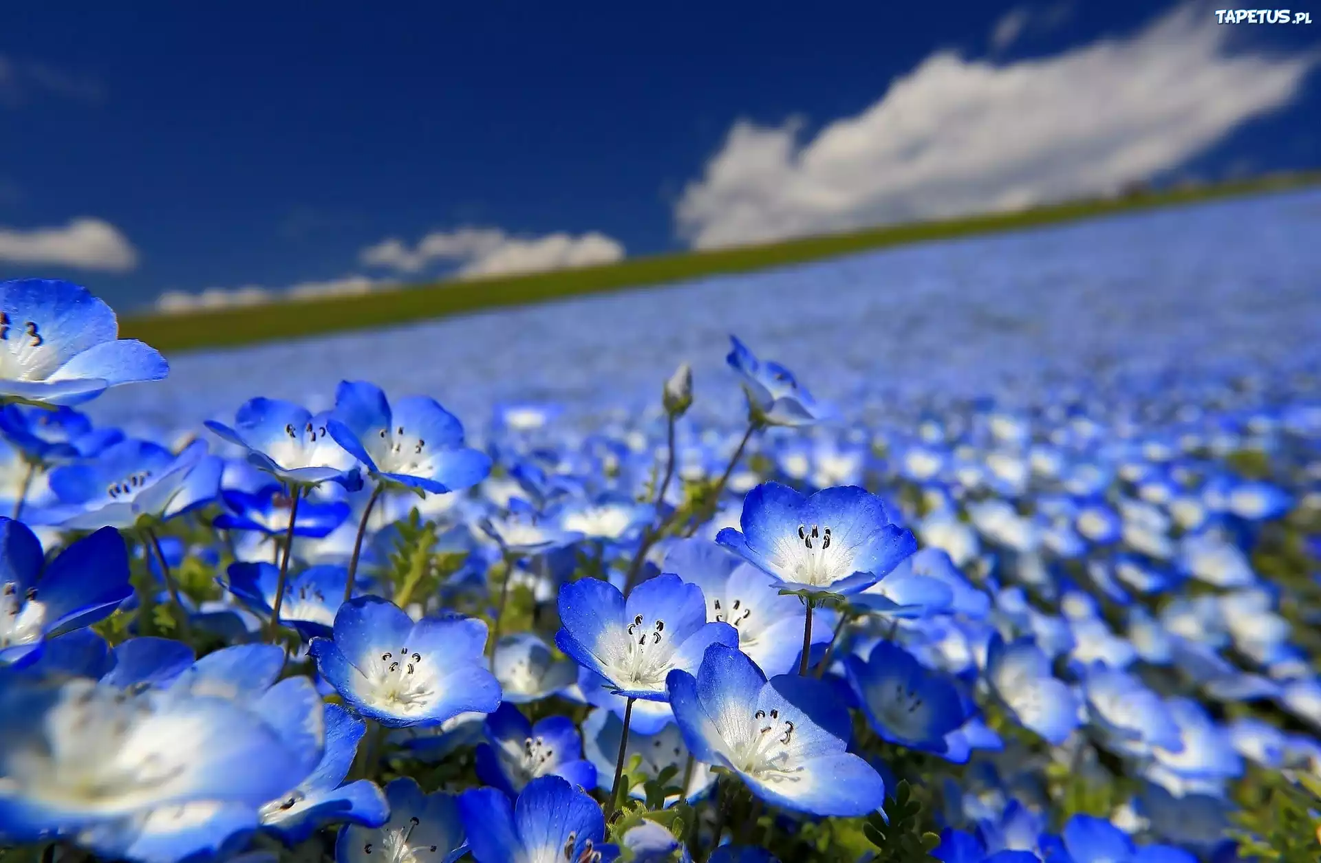 Niebieskie, Kwiaty, Porcelanka, Nemophila menziesii, Łąka, Krajobraz