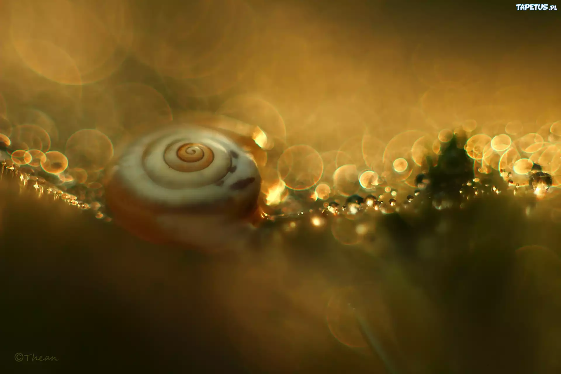 Ślimak, Muszla, Bokeh