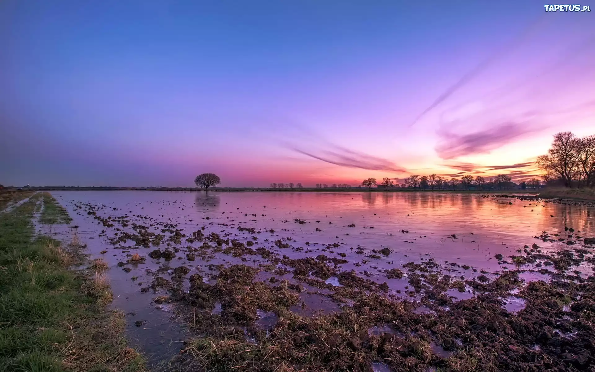 Bagno, Drzewa, Zachód, Słońca