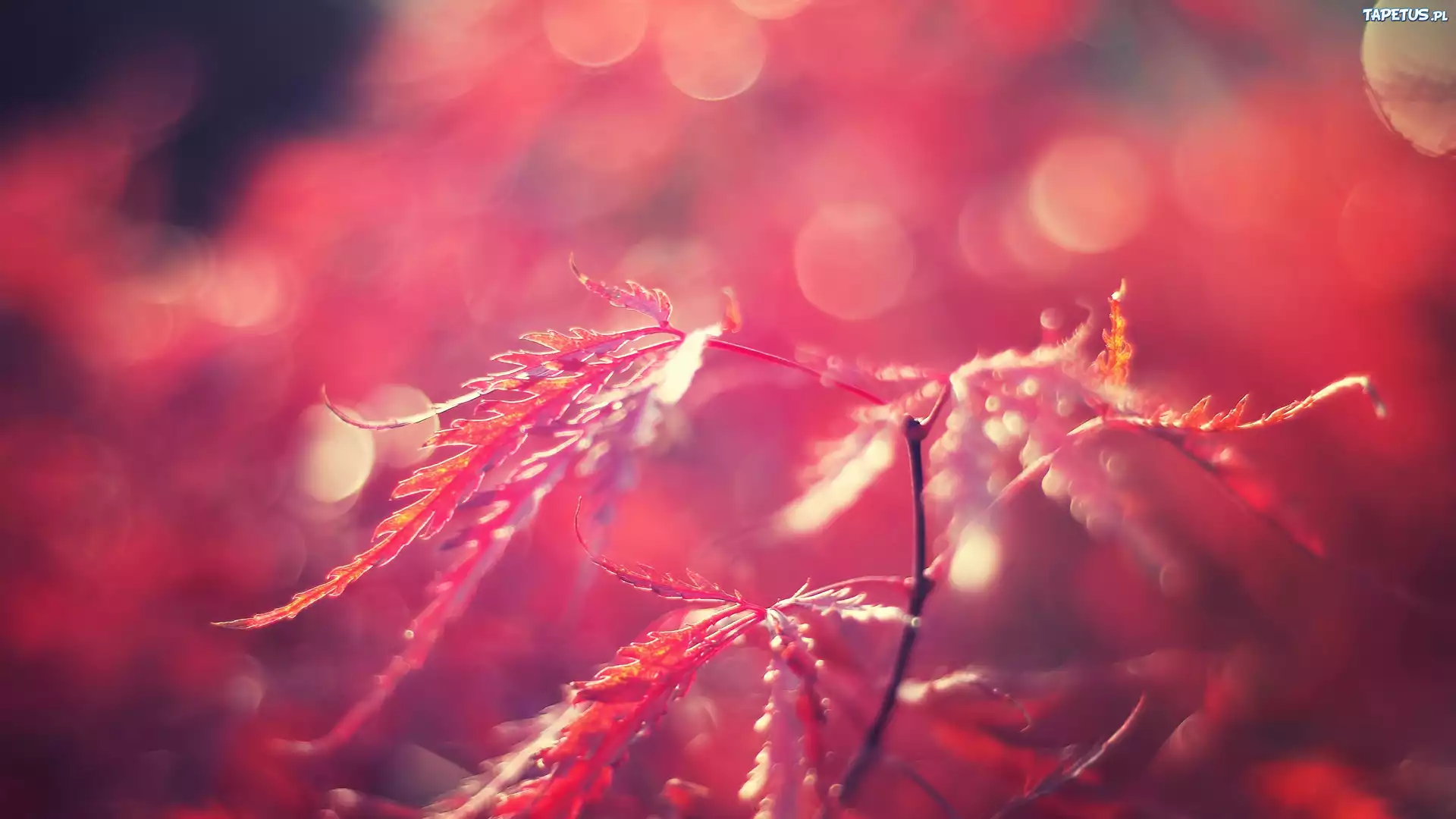 Czerwone, Liście, Bokeh, Rozmycie