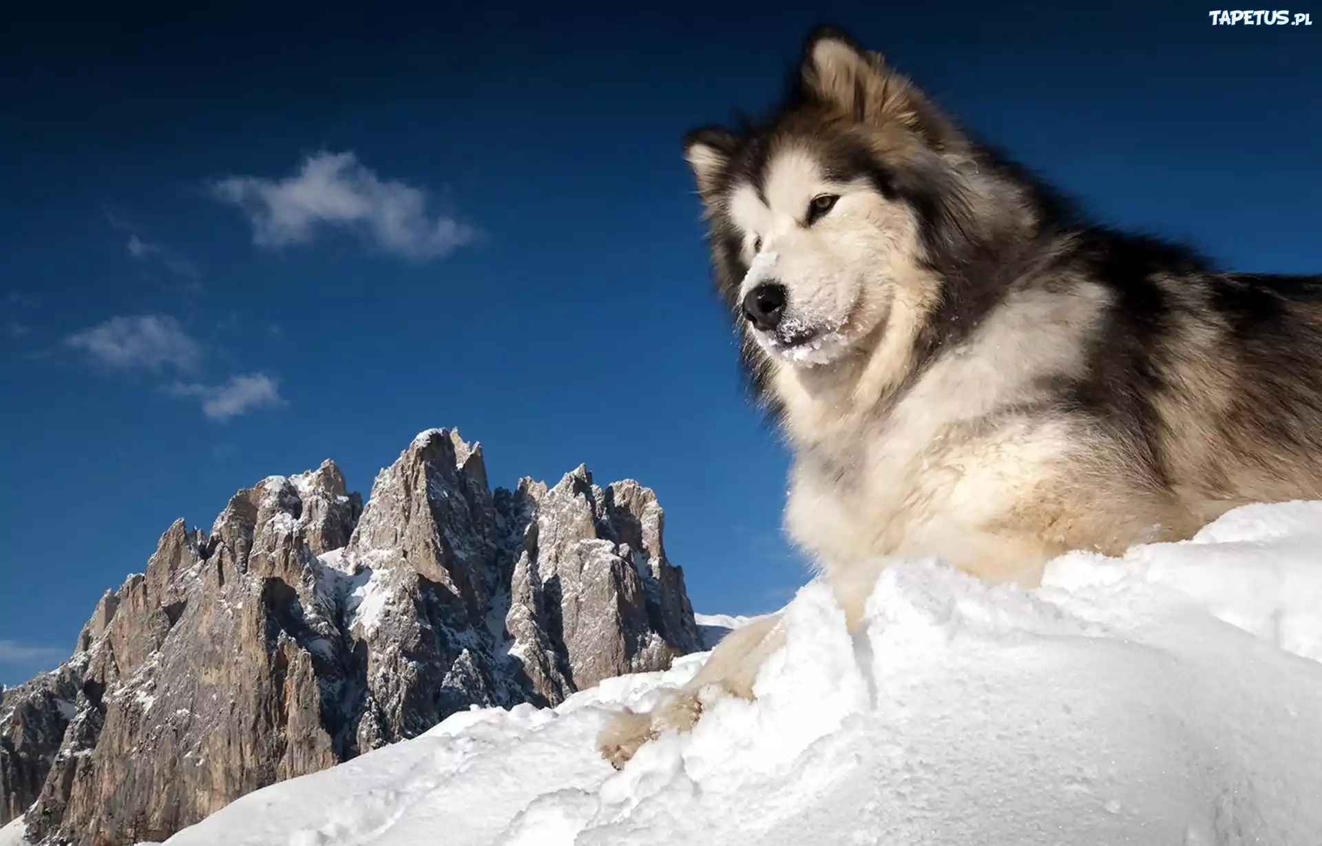 Siberian, Husky, Zima, Góry, Śnieg