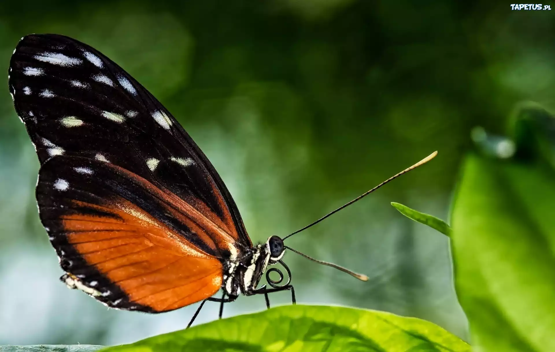 Makro, Motyl