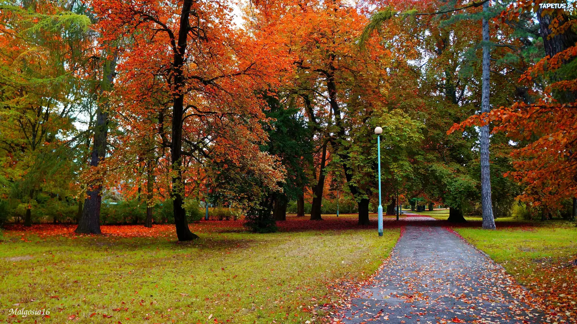 Polska, Gdańsk, Park Steffensa, Jesień, Drzewa, Alejka, Ścieżka, Droga