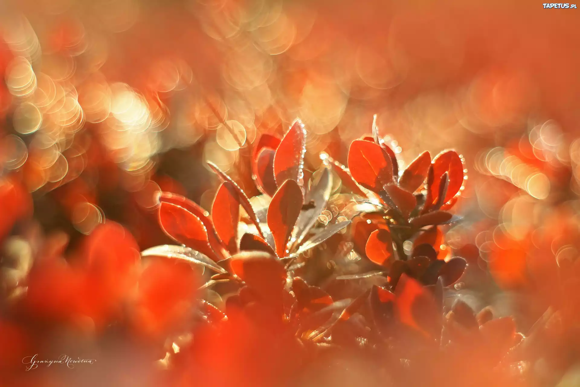 Berberys, Czerwone, Liście, Bokeh