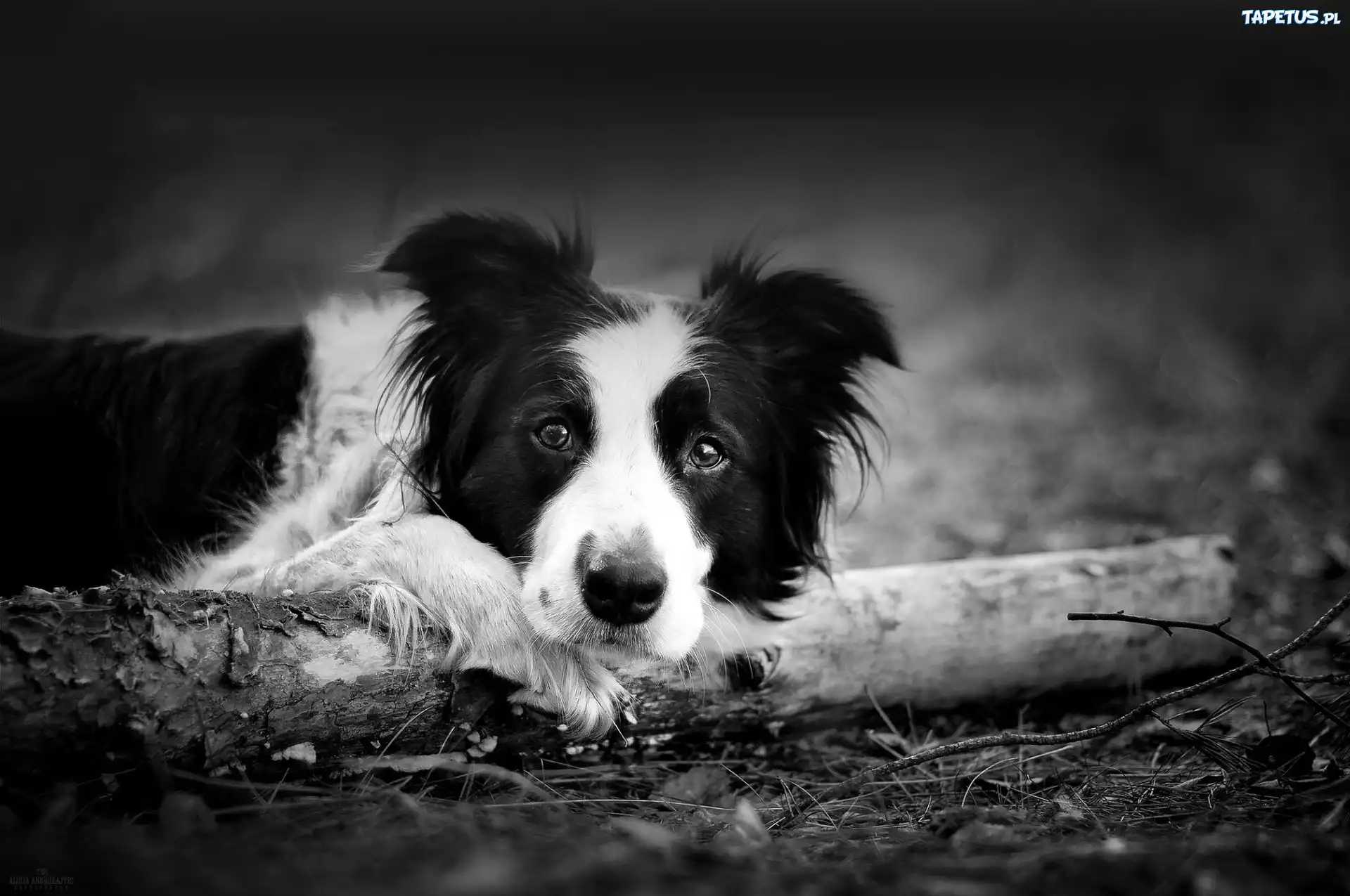 Border Collie, Drewno, Czarno, Białe
