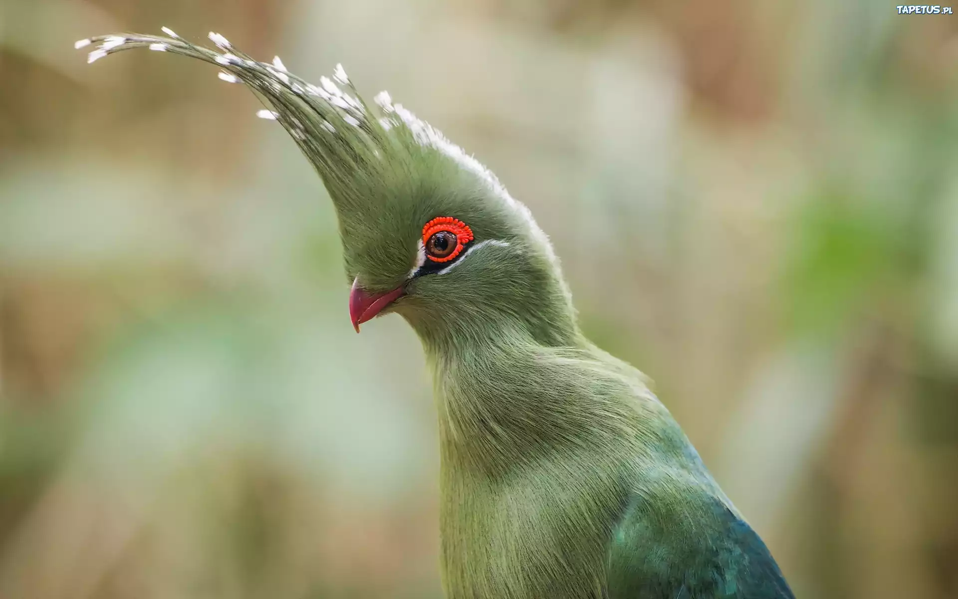 Zielony, Ptak, Turaco
