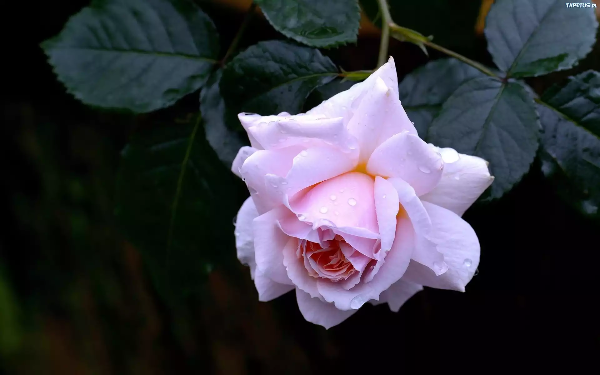 Różowa, Róża, Krople, Rosy, Liście