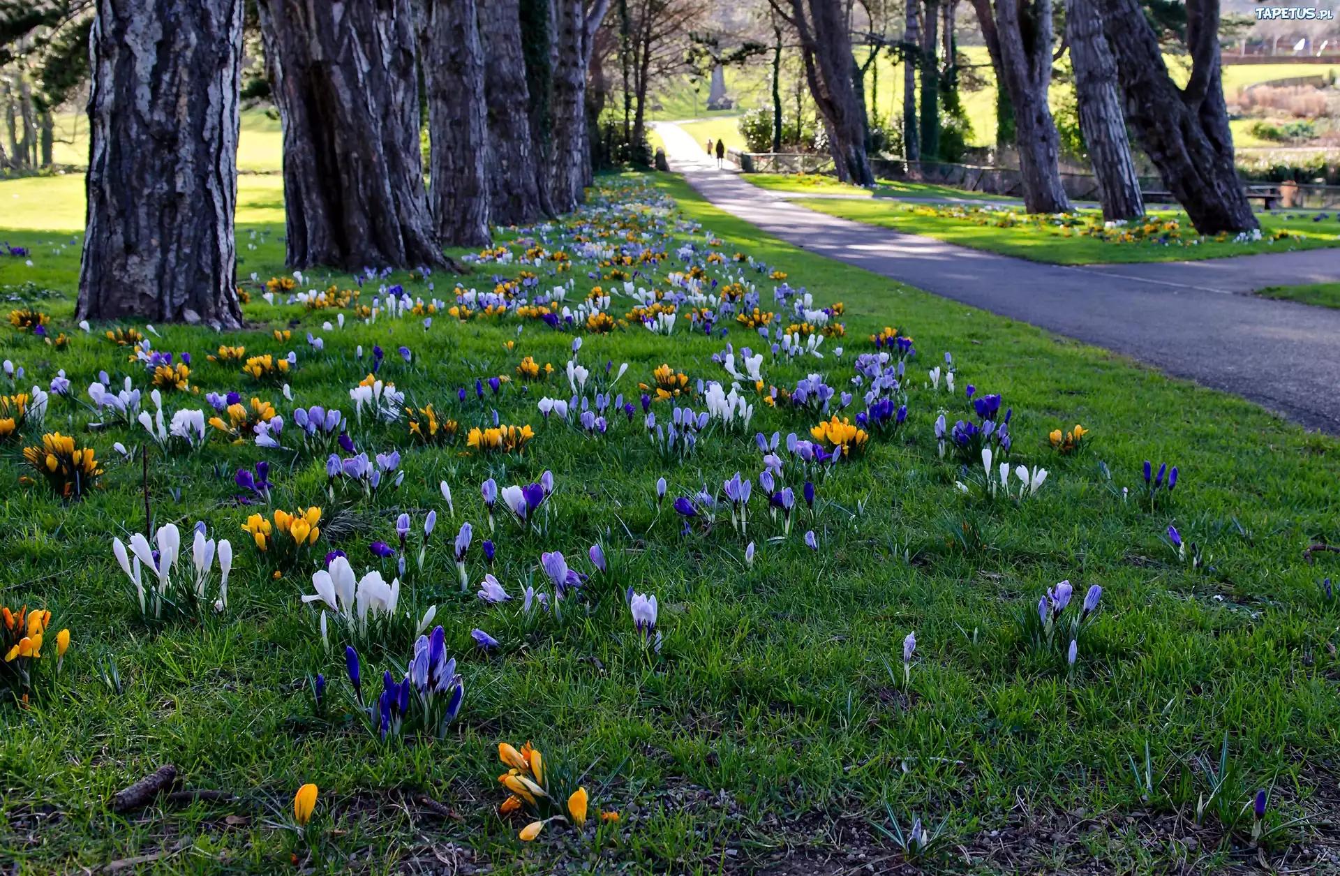 Irlandia, Cabinteely Park, Dublin, Park, Krokusy, Wiosna