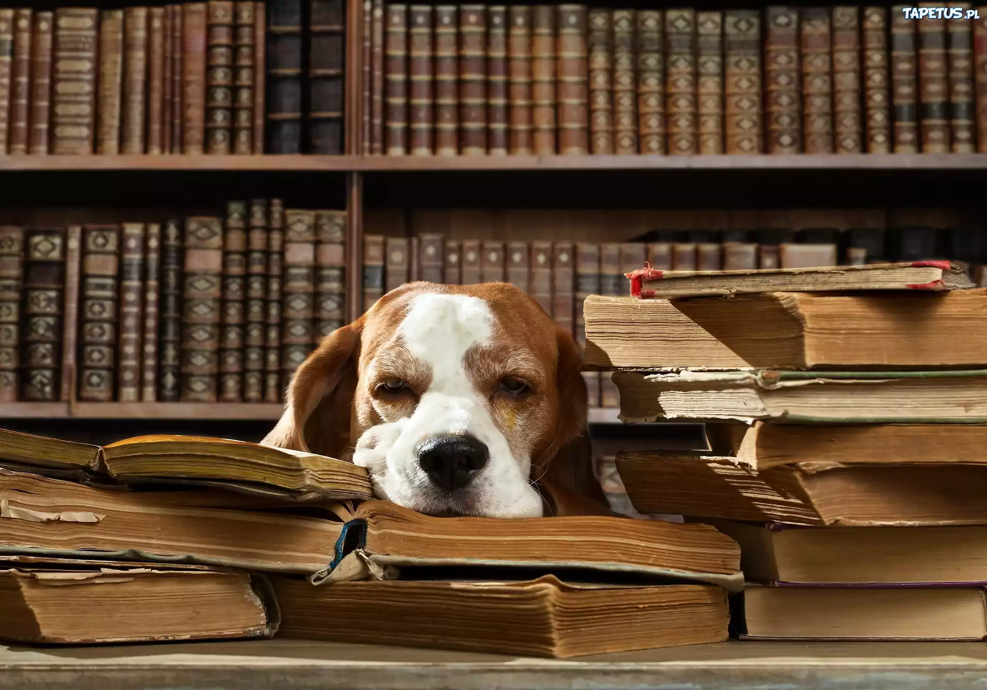 Śpiący, Pies, Książki, Biblioteczka, Śmieszne