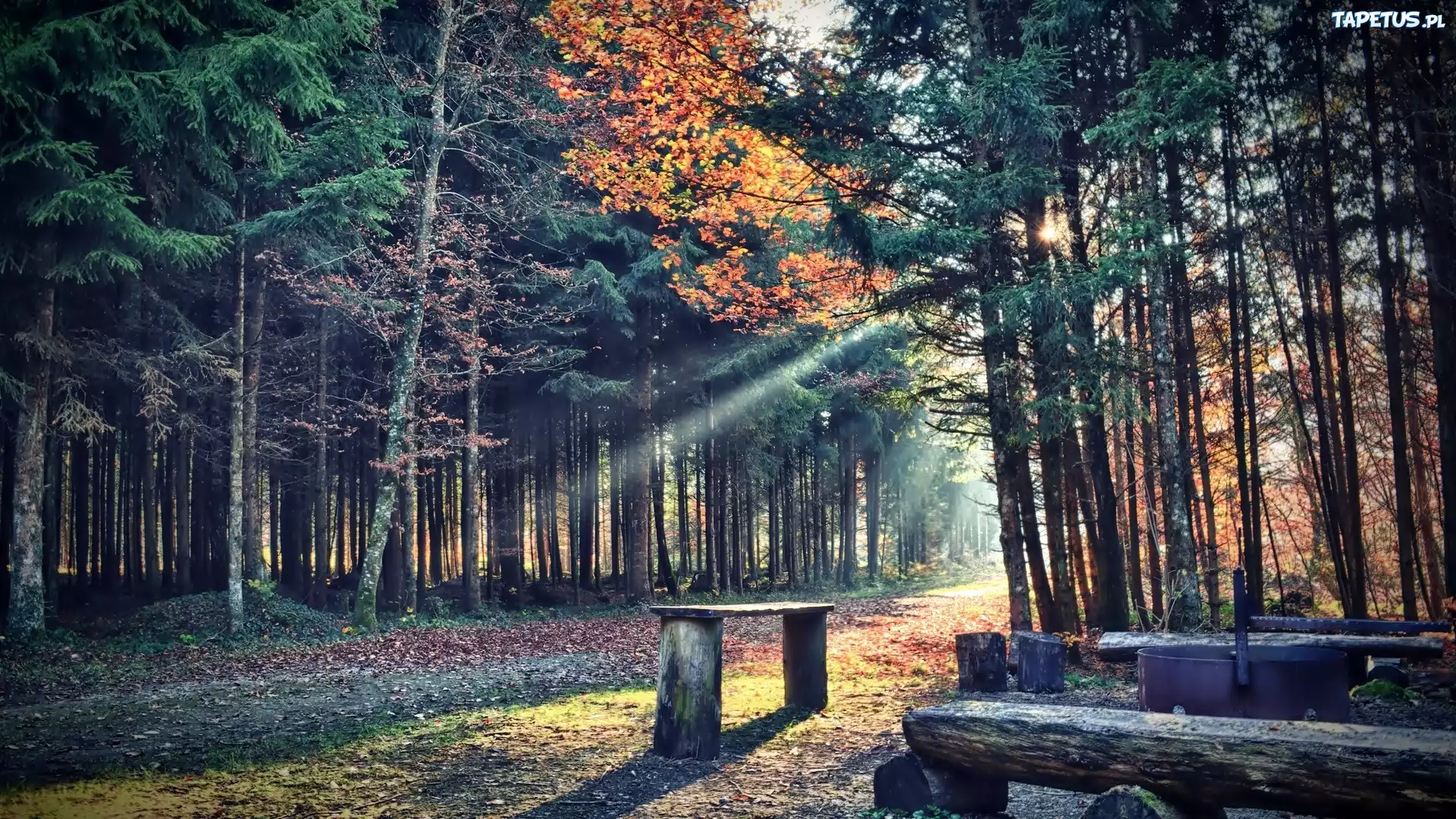 Las, Promienie, Ławka