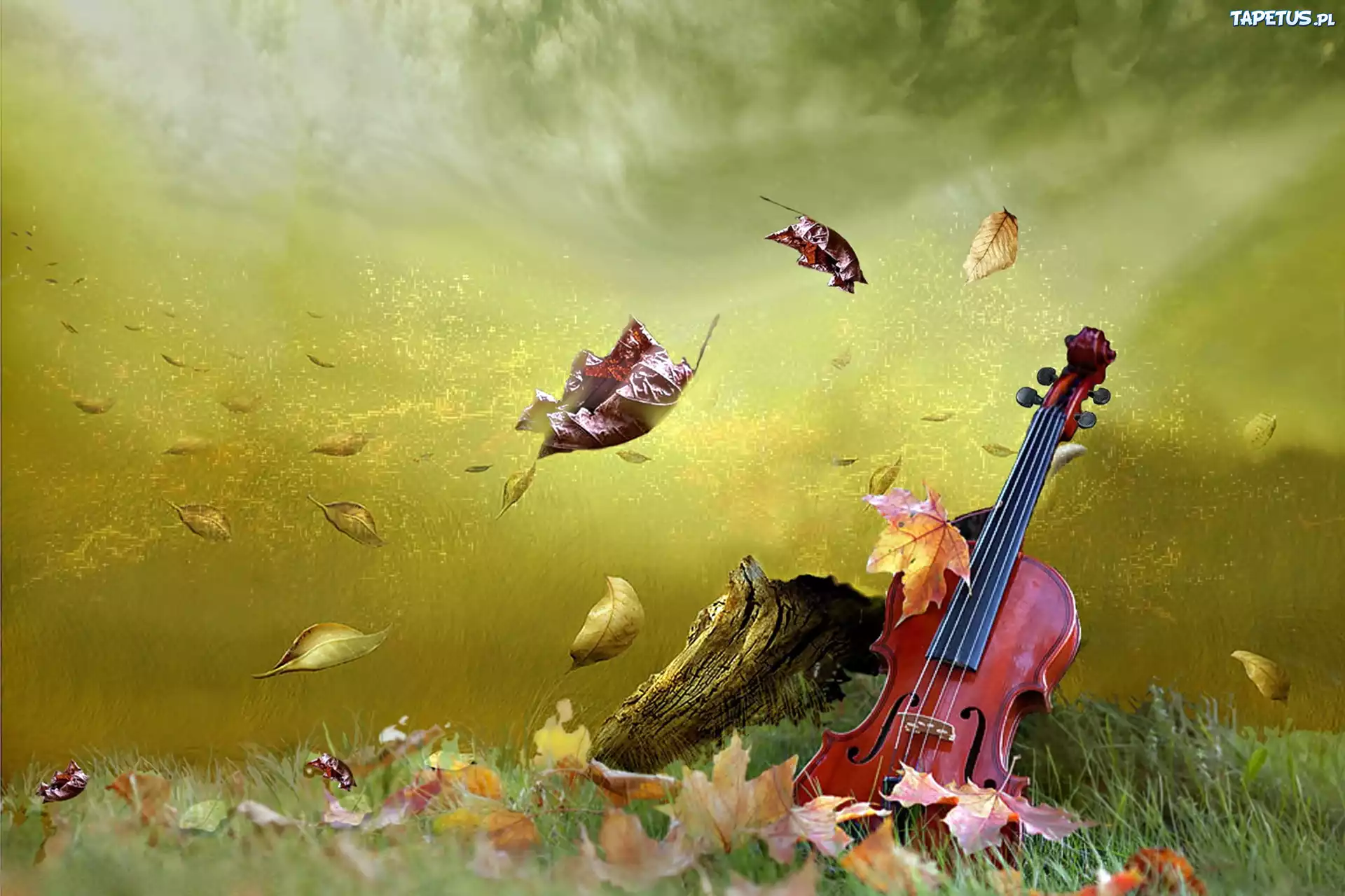 Цветы душа поет. Скрипка осень. Скрипка на природе. Музыка природы. Скрипка лето.