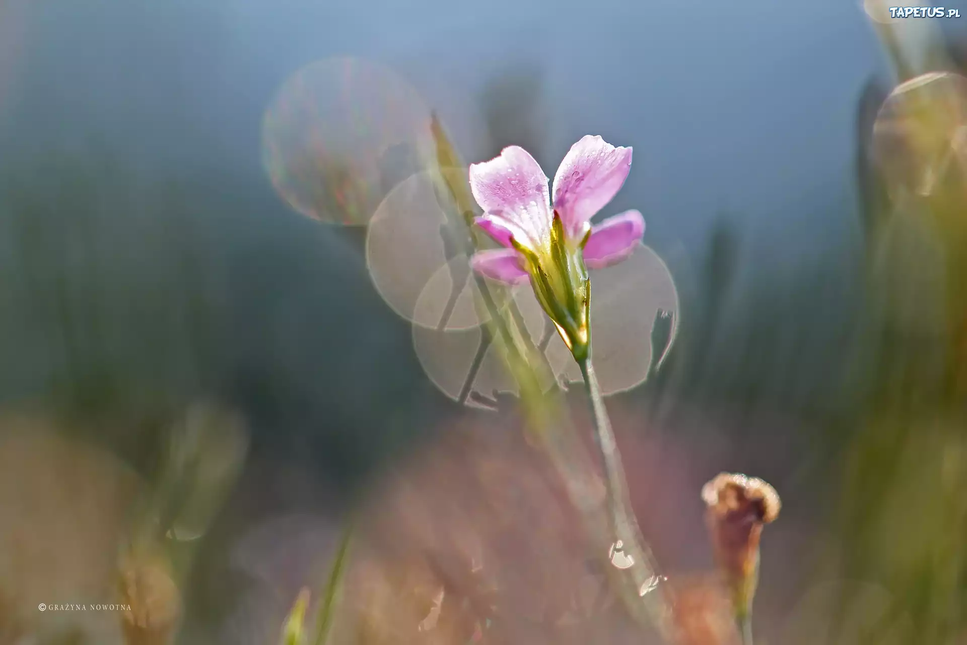 Kwiat, Różowy, Bokeh