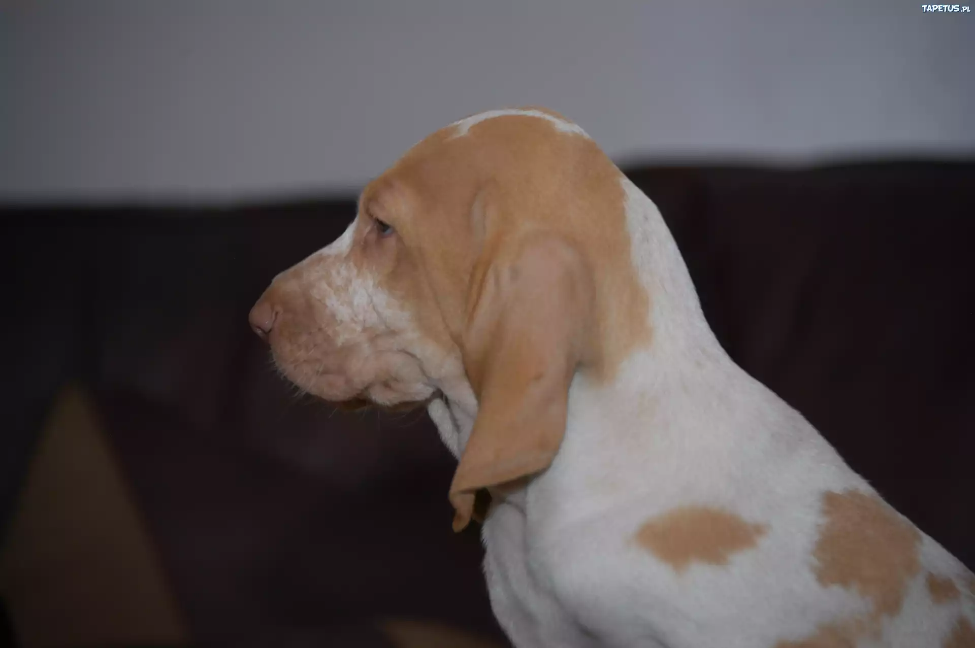 głowa, Wyżła włoskiego krótkowłosego, Bracco italiano