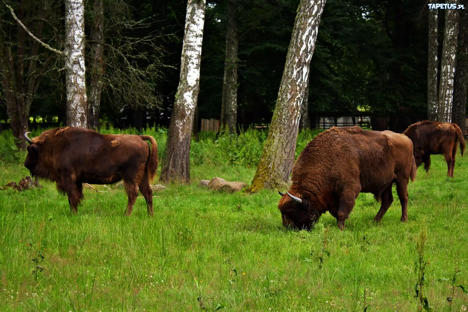 Białowieski, Park, Narodowy, Żubry