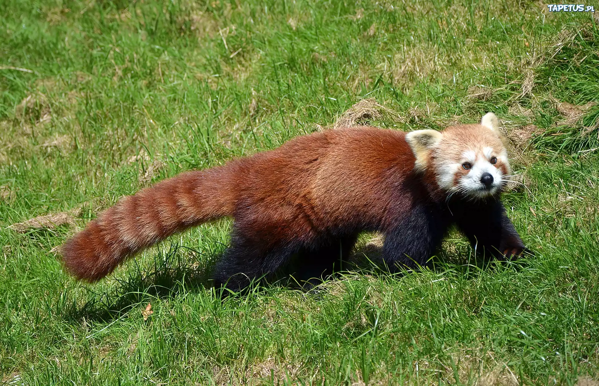Panda, Mała, Czerwona
