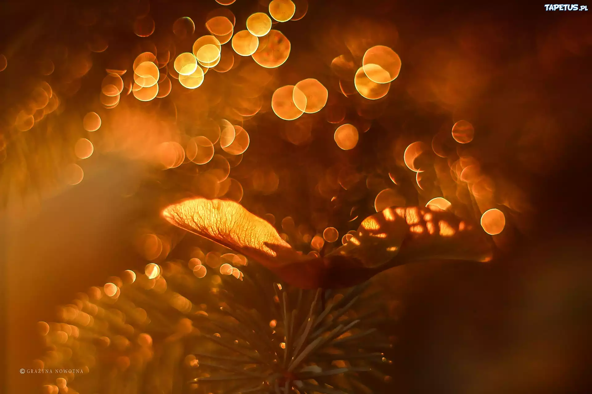 Nasionko, Gałązka, Bokeh