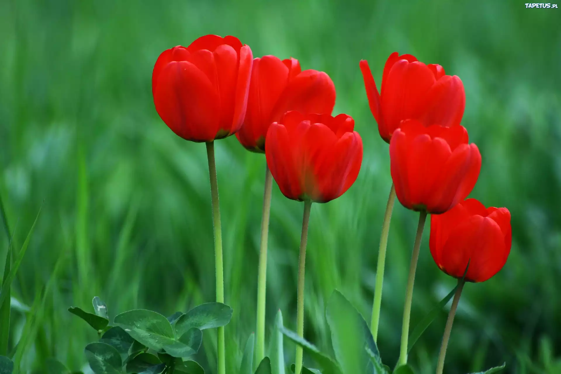 Czerwone, Tulipany