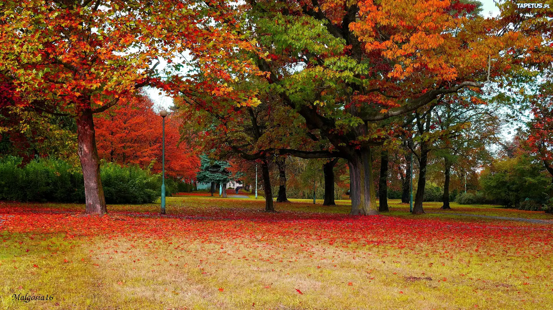 Park, Drzewa, Jesień