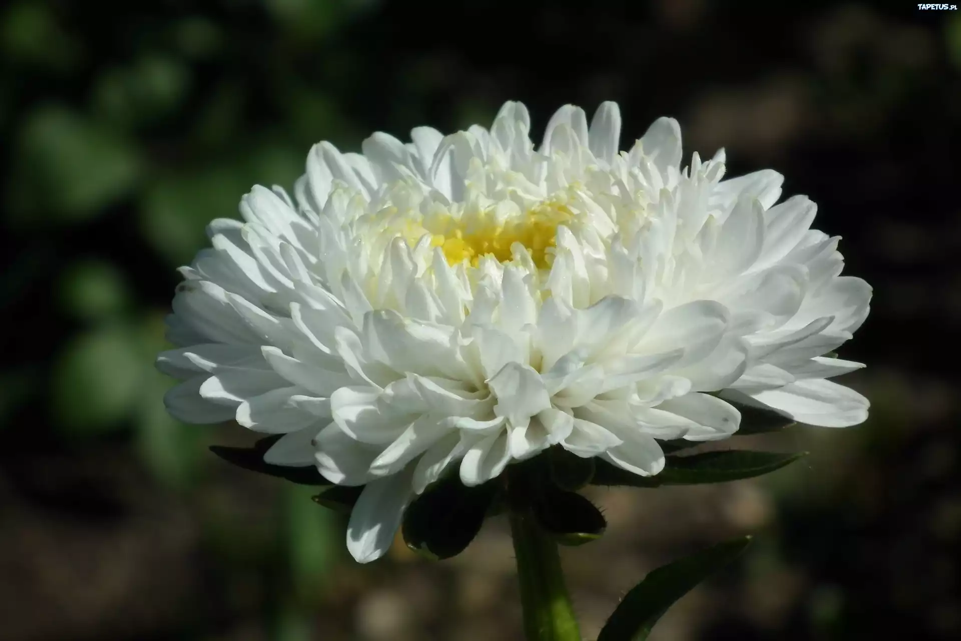 Przyroda, Kwiat, Aster, Biały