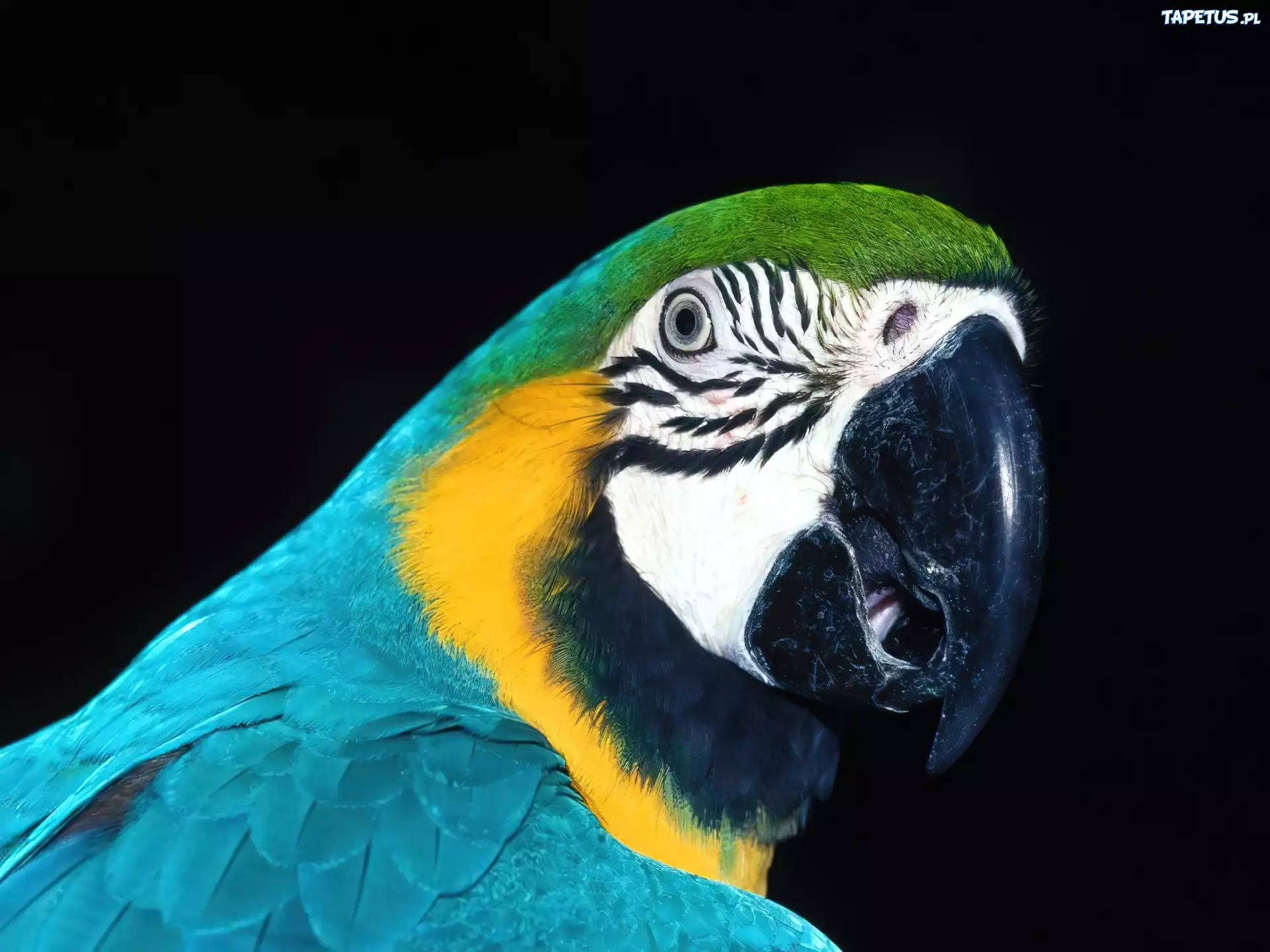 Papuga