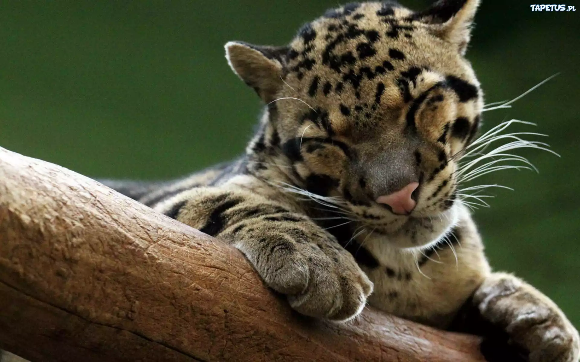 Ocelot