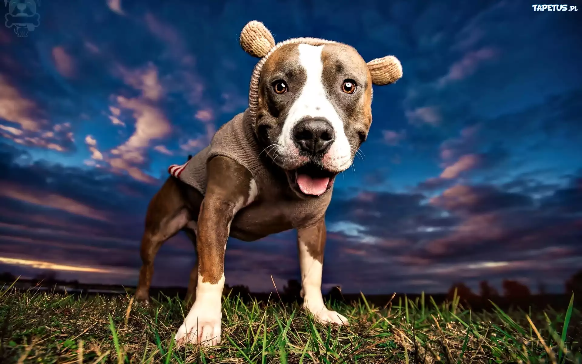 Pies, Pit Bull Terrier, Trawa, Niebo