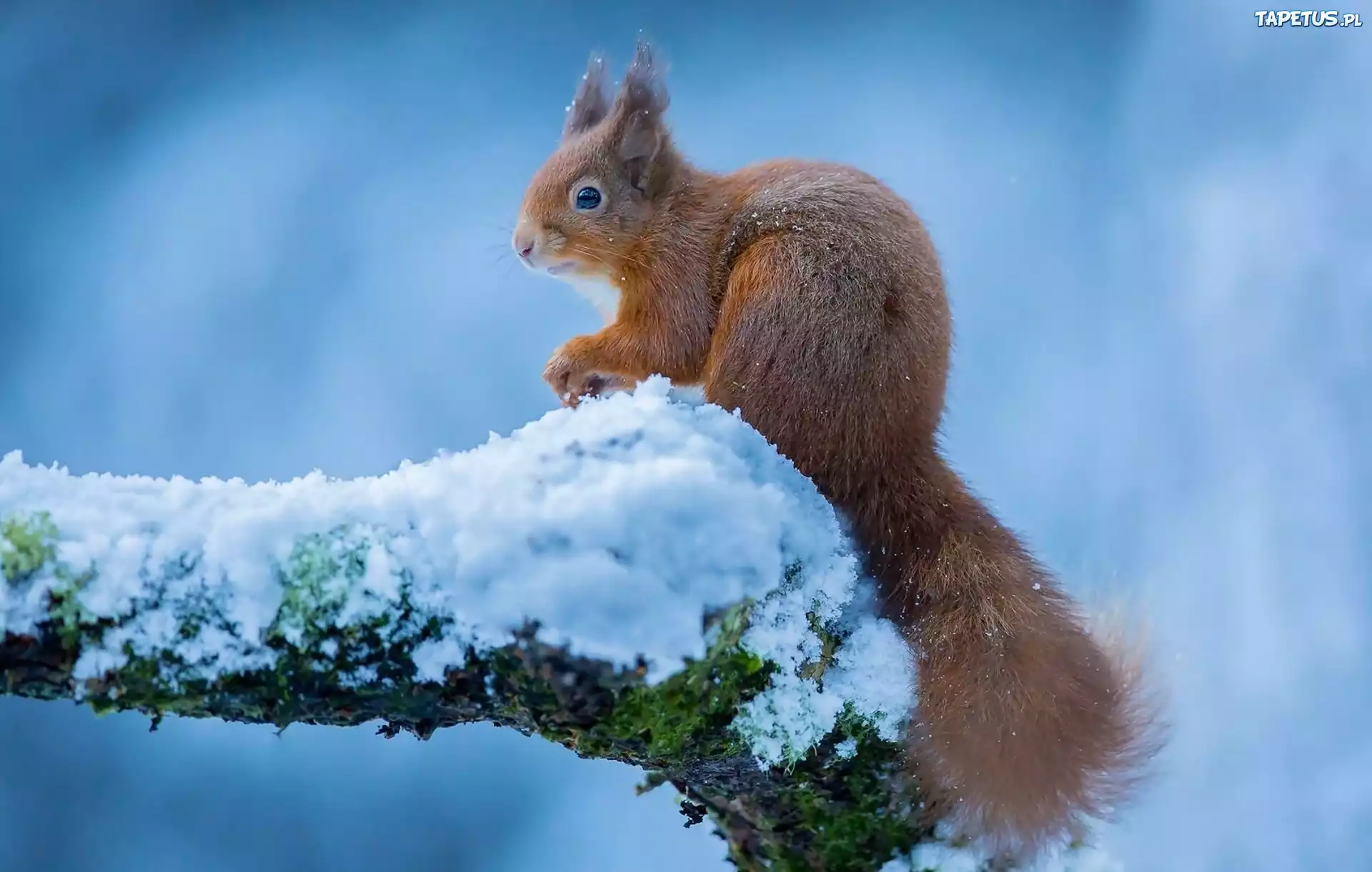 природа белка снег животные скачать