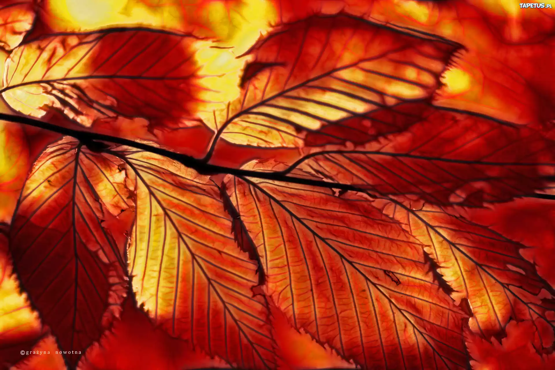 Czerwone, Liście, Fractalius