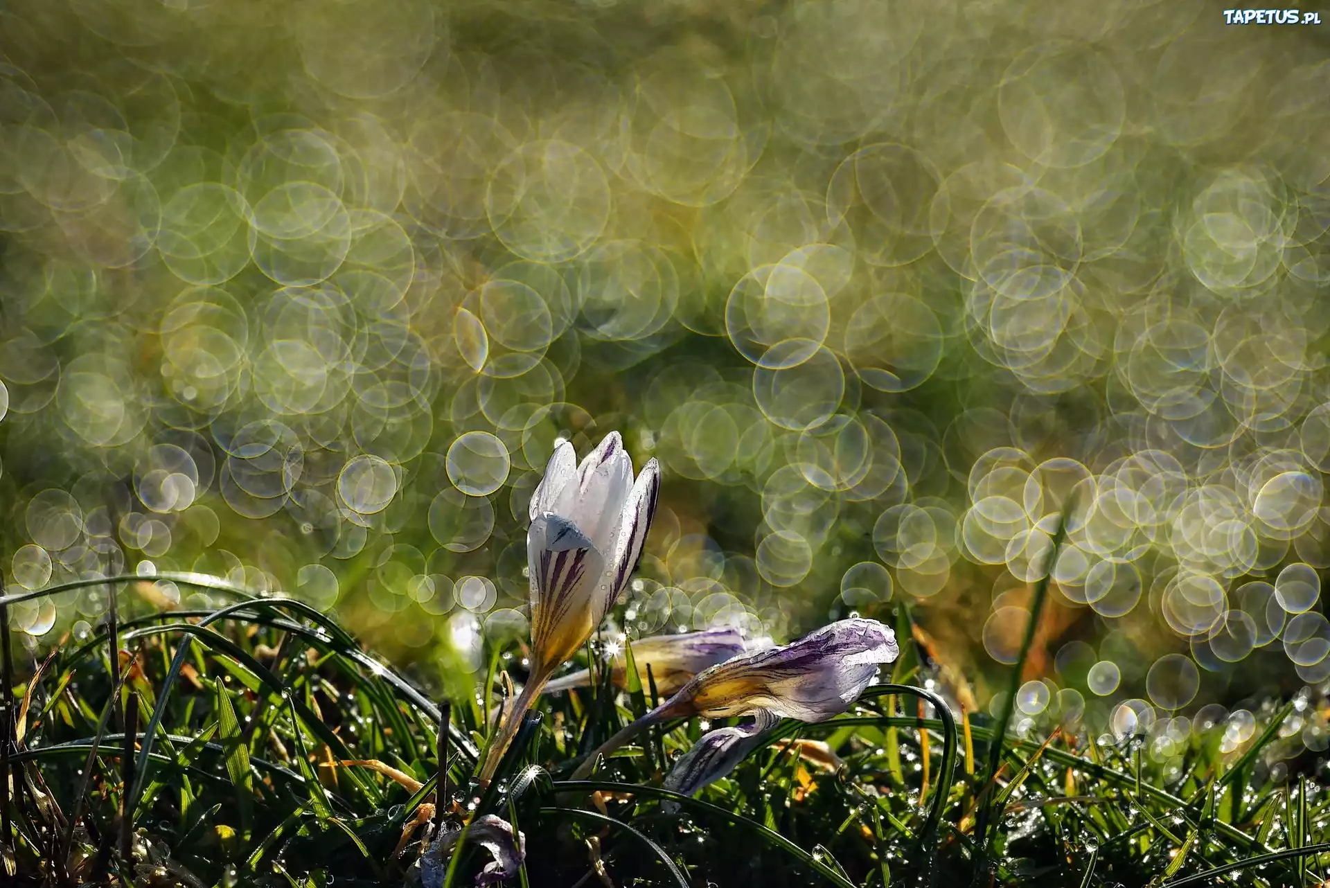 Krokusy, Makro, Bokeh