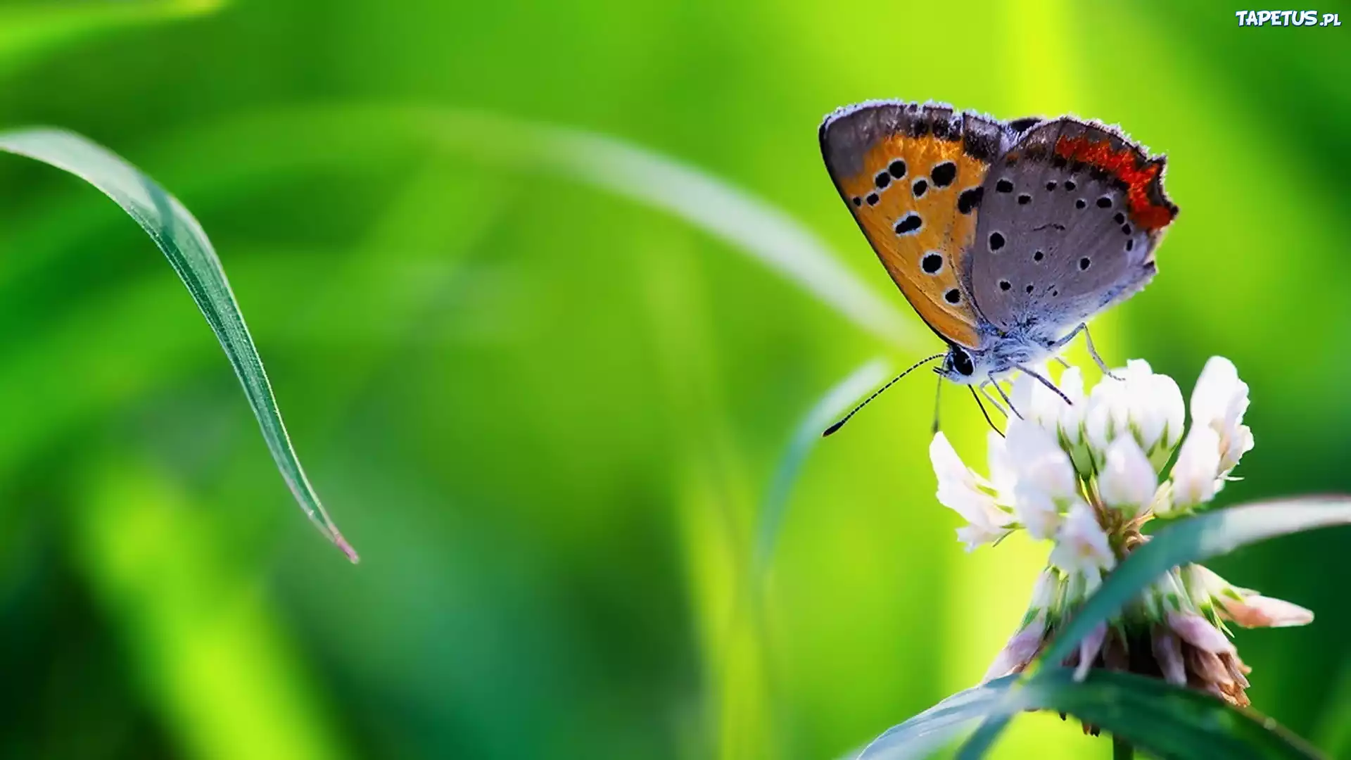 Trawa, Koniczyna, Motyl