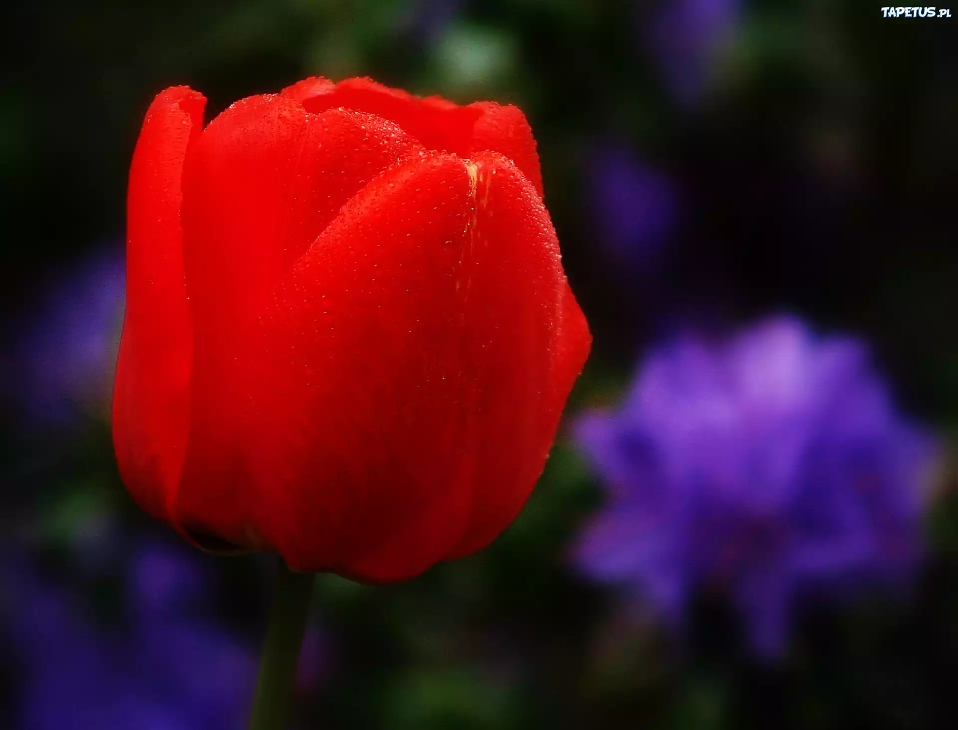 Czerwony, Tulipan