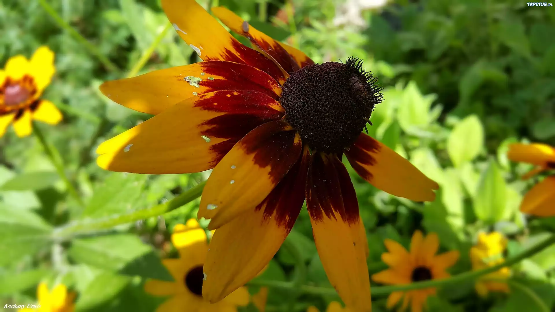Kwiaty, Rudbekia