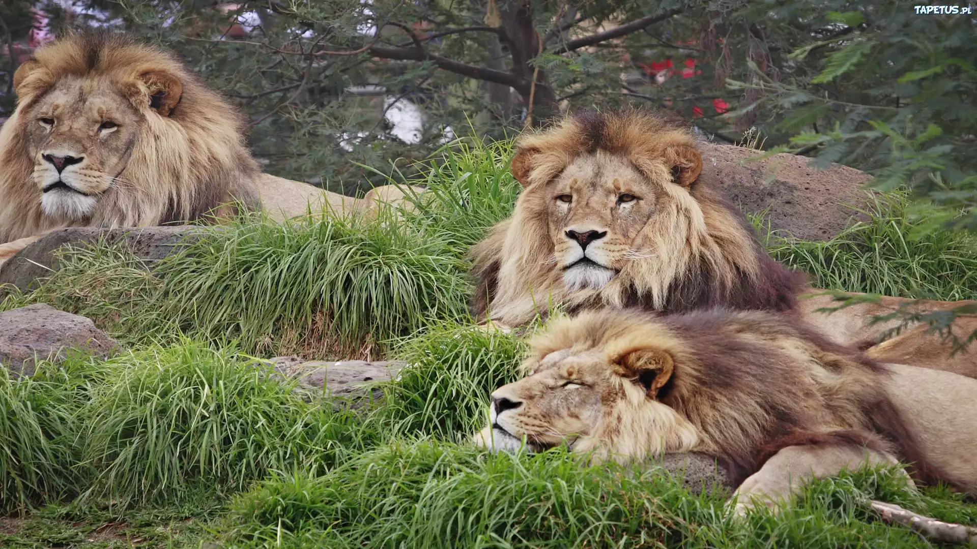 Lwy, Zoo