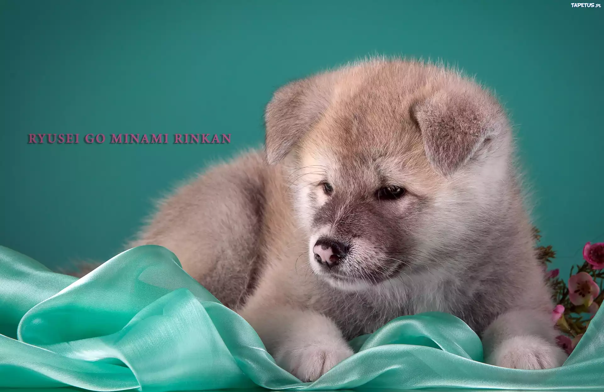 Szczeniak, Akita, Japoński
