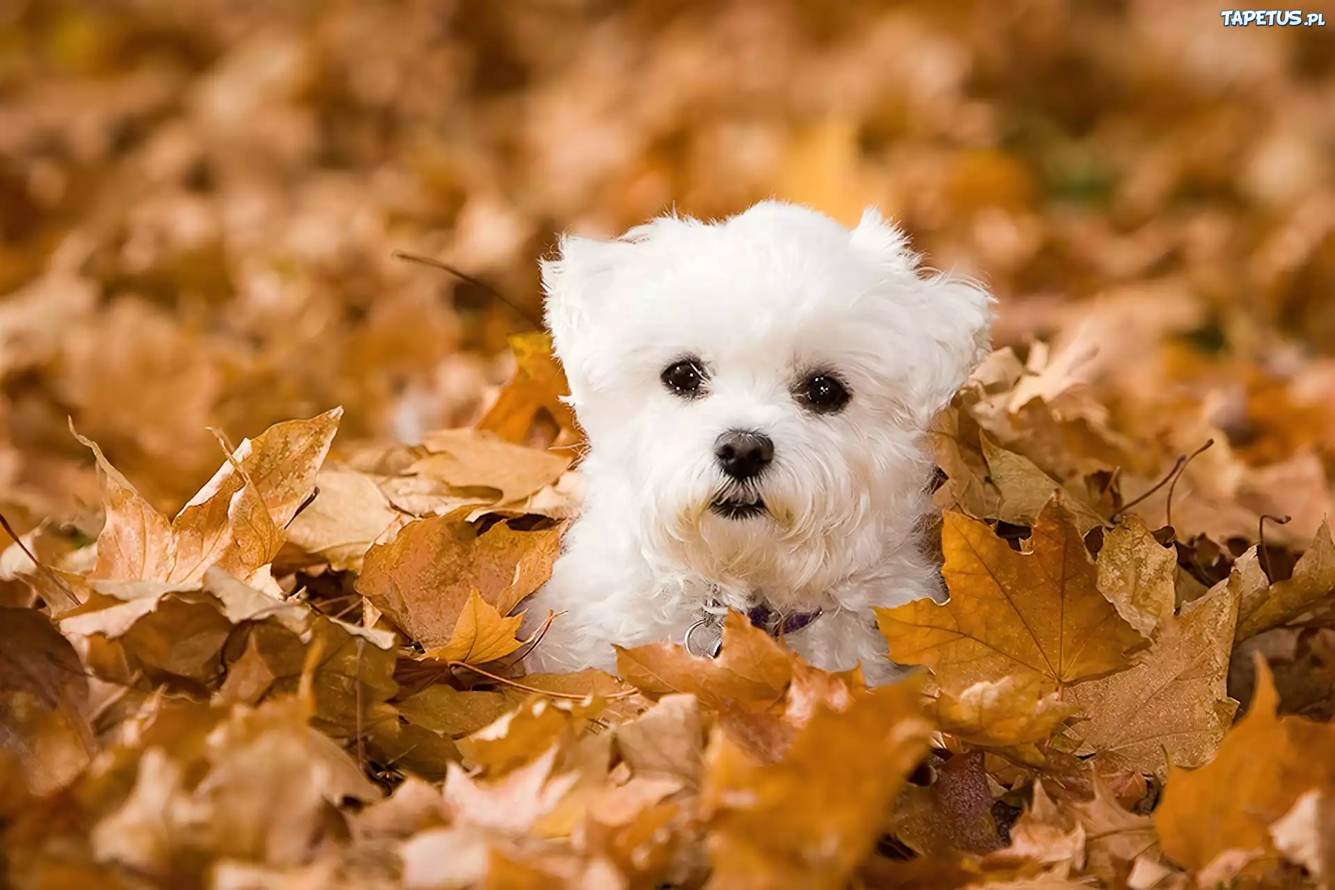 Bichon frise, Liście