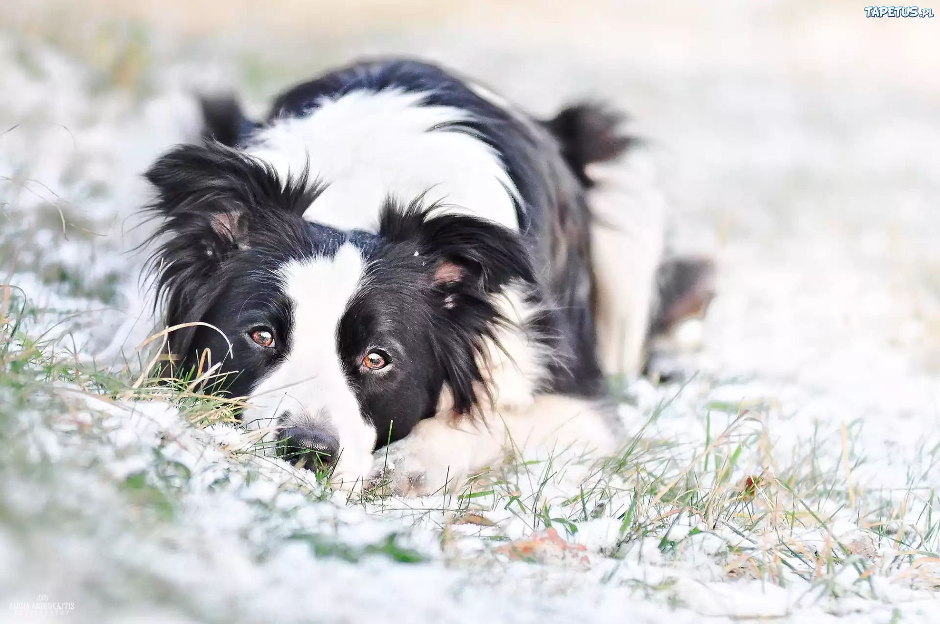 Pies, Border Collie, Śnieg, Trawa