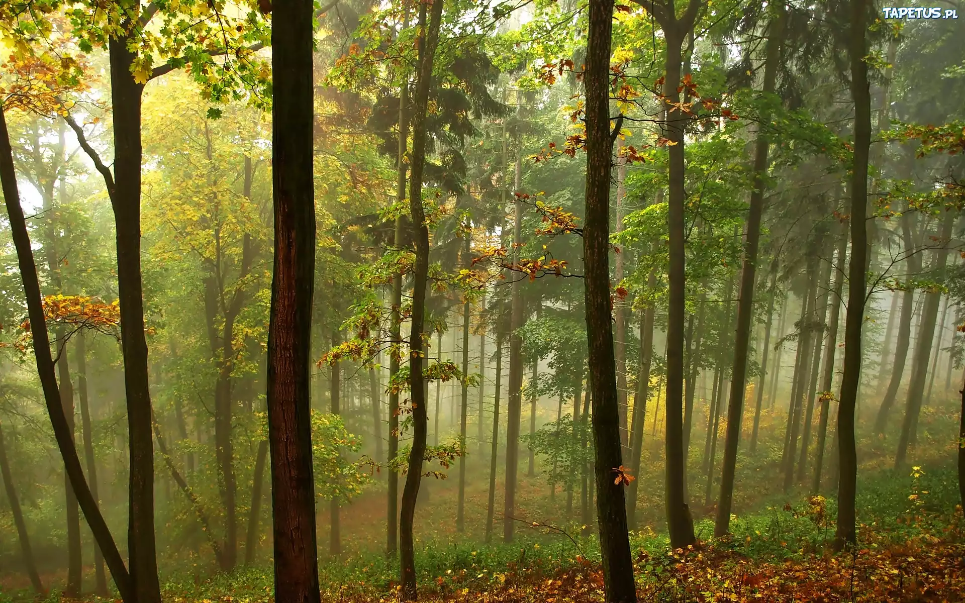 Jesień, Las, Mgła