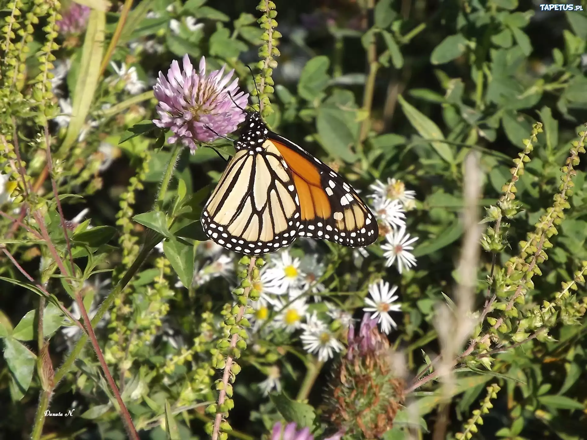 Motyl, Monarch, Polne, Kwiaty